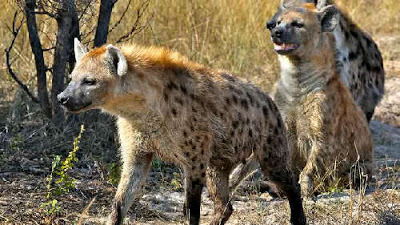 Hyena Hewan Terpintar Di Dunia Crowdvoice