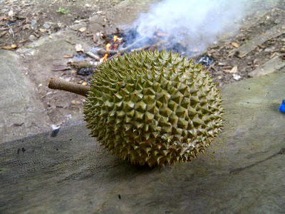 Download 58 Koleksi Gambar Durian Jatuh Terbaik Gratis HD