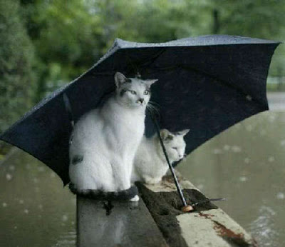 810+ Gambar Romantis Gerimis HD Terbaik